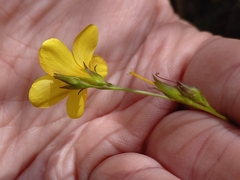 Linum thunbergii