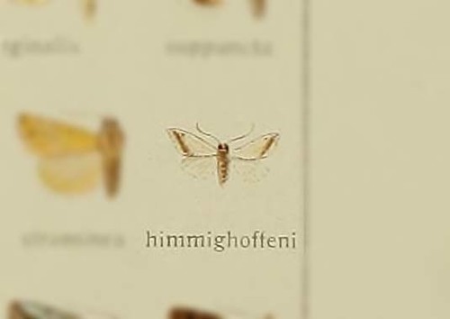 Representative image of Eublemma himmighoffeni