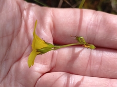 Linum thunbergii