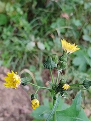 Sonchus oleraceus