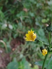 Sonchus oleraceus