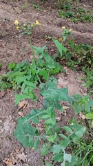 Sonchus oleraceus