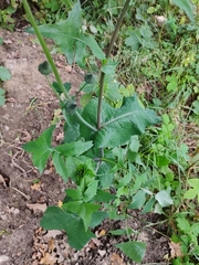 Sonchus oleraceus