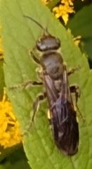 Myzinum obscurum