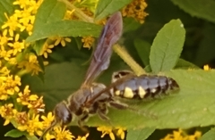Myzinum obscurum