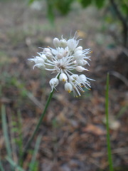 Allium saxatile