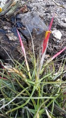 Tillandsia schiedeana