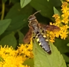 Myzinum obscurum