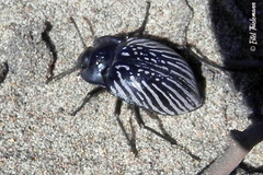 Gyriosomus
