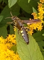 Myzinum obscurum