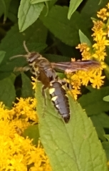 Myzinum obscurum
