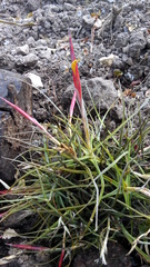 Tillandsia schiedeana