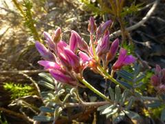 Indigofera praetermissa