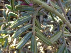 Indigofera praetermissa