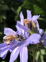 Apis mellifera