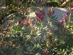 Indigofera praetermissa