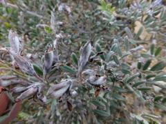 Indigofera praetermissa