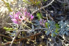 Indigofera praetermissa