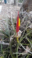 Tillandsia schiedeana