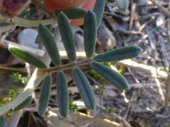 Indigofera praetermissa