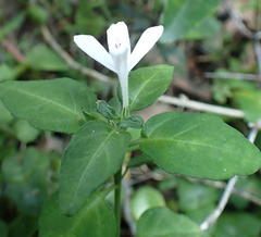 Justicia tubulosa late-ovata