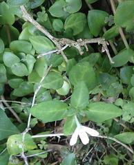 Justicia tubulosa late-ovata