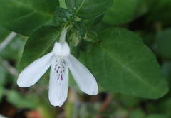 Justicia tubulosa late-ovata
