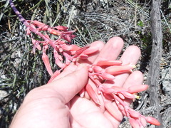 Hesperaloe parviflora