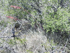 Hesperaloe parviflora