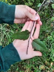 Peraphyllum ramosissimum