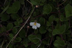 Diclis rotundifolia