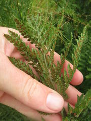 Dryopteris athamantica