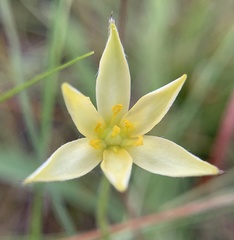 Hypoxis juncea
