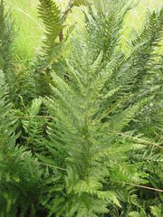 Dryopteris athamantica