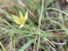 Hypoxis juncea