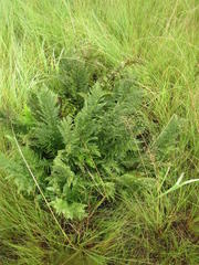 Dryopteris athamantica