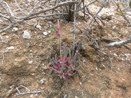 Mitrophyllum roseum 2