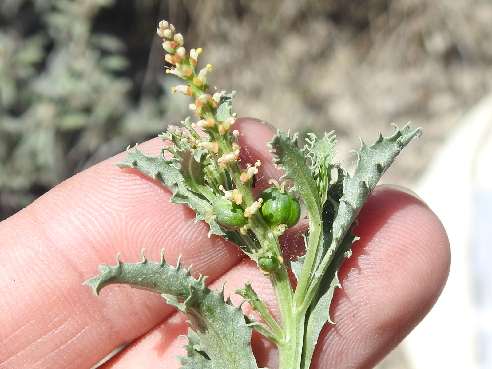 Stillingia treculiana