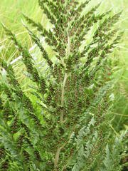 Dryopteris athamantica