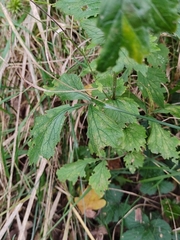 Geum urbanum