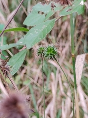 Geum urbanum