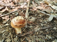 Amanita fulva