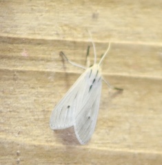 Agaraea semivitrea