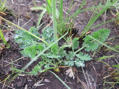 Afrosciadium caffrum