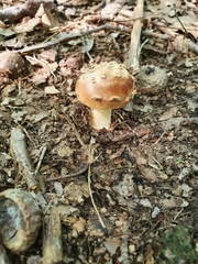Amanita fulva