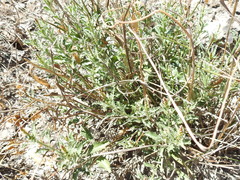 Stillingia treculiana