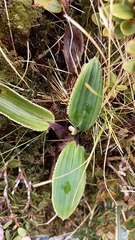 Celmisia verbascifolia