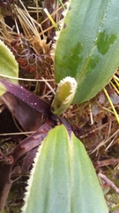 Celmisia verbascifolia