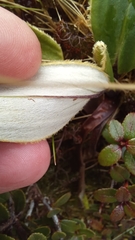 Celmisia verbascifolia