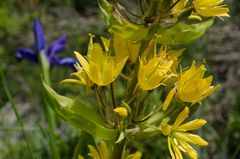 Gentiana lutea montserratii